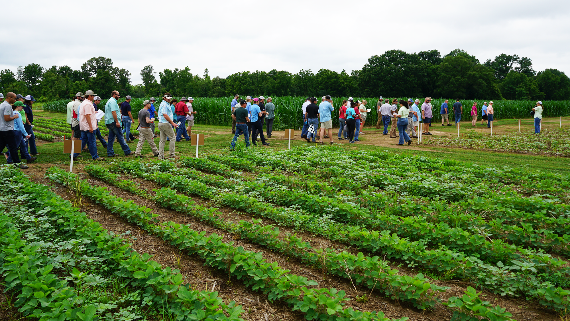 A line of attendees walk by fields of research plots during the Weed Tour Field Day
