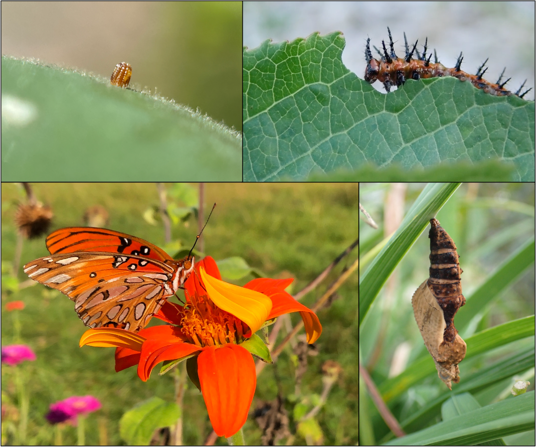 Collage of the life cycle of a gulf fritillary.