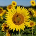 Bees rest in the center of a sunflower.