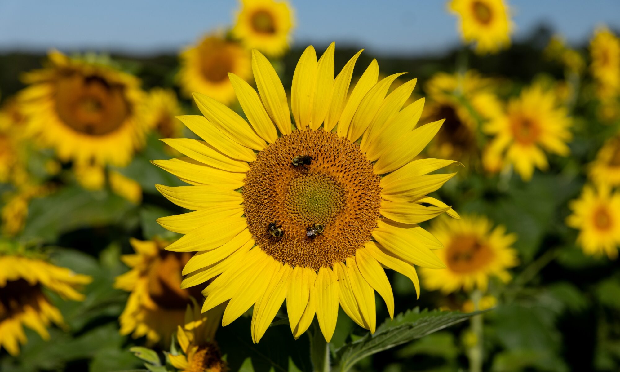 Bees rest in the center of a sunflower.