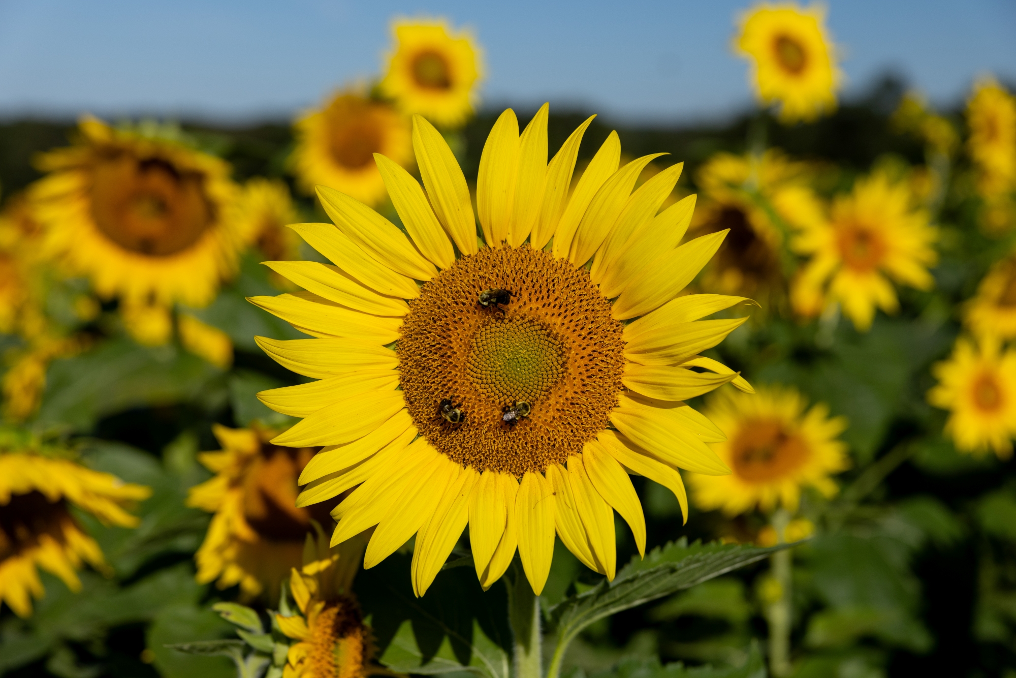 Bees rest in the center of a sunflower.