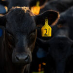 Black cow with ear tag looks directly at camera.