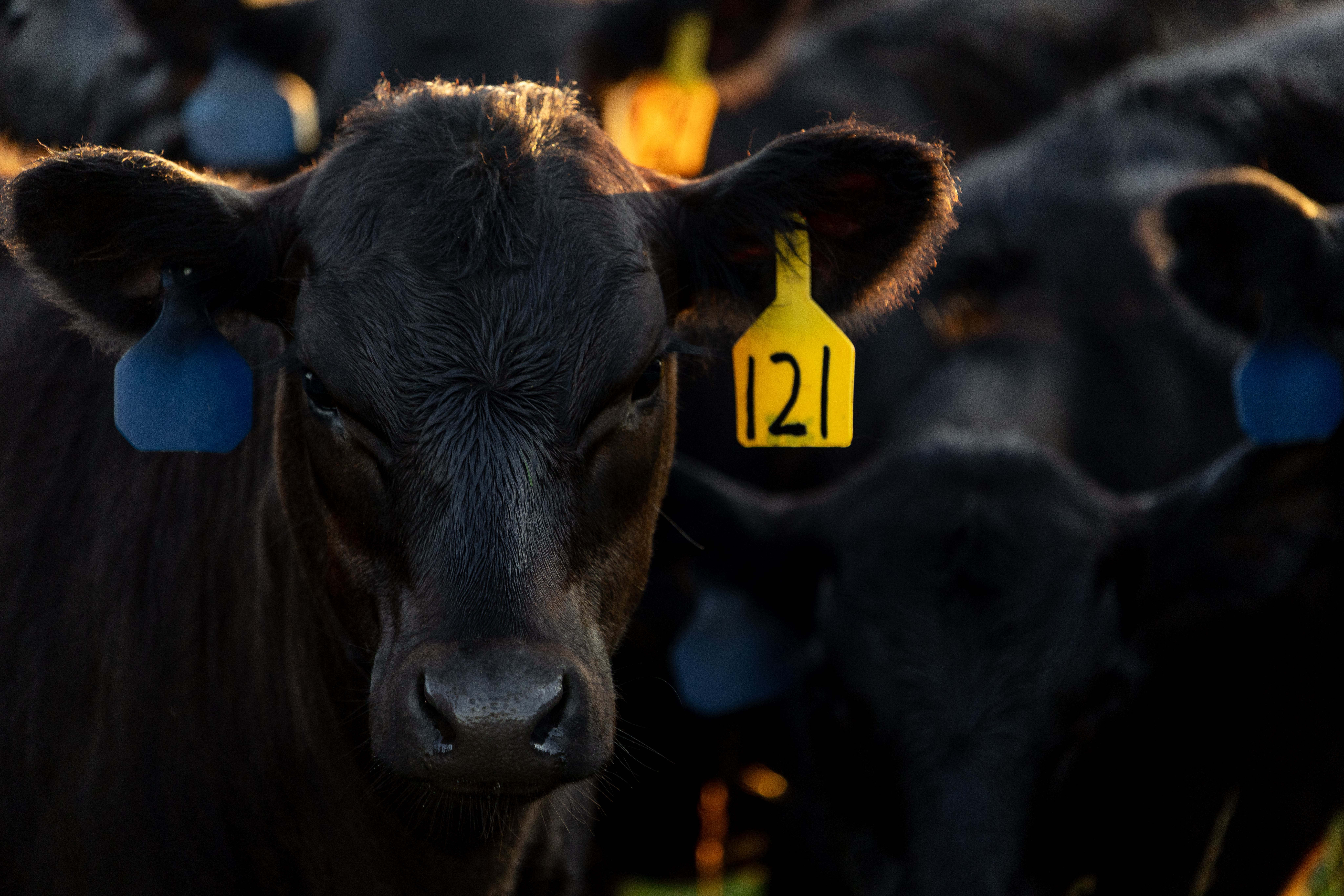 Black cow with ear tag looks directly at camera.