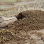 Closeup of a person's boot stepping into a fire ant mound