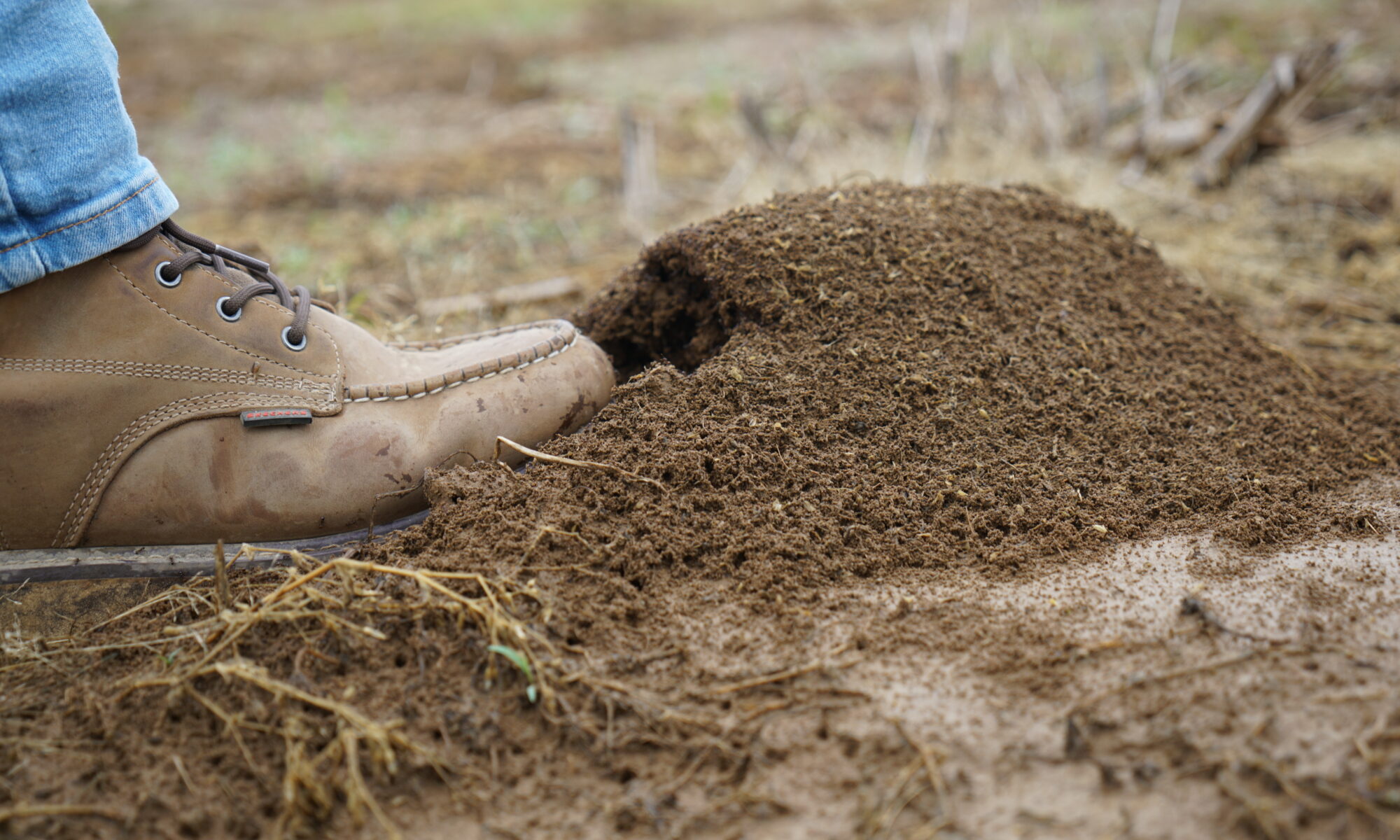 Closeup of a person's boot stepping into a fire ant mound