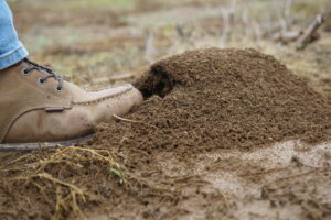 Closeup of a person's boot stepping into a fire ant mound