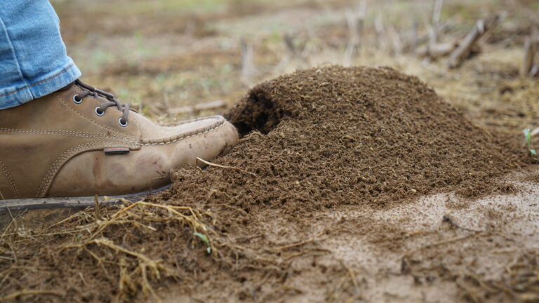 Closeup of a person's boot stepping into a fire ant mound