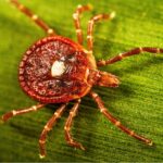 Close-up of a lone star tick.