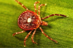 Close-up of a lone star tick.