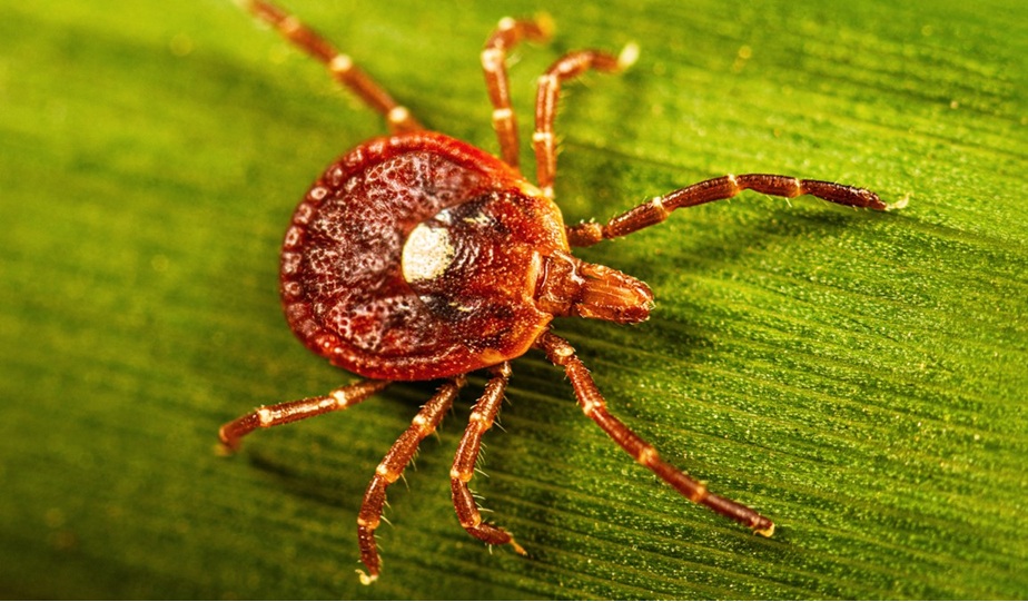 Protect Yourself and Pets from Ticks: UTIA Entomologists Host Workshops in June