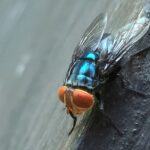 Adult New World Screwworm