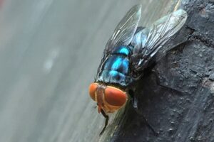 Adult New World Screwworm