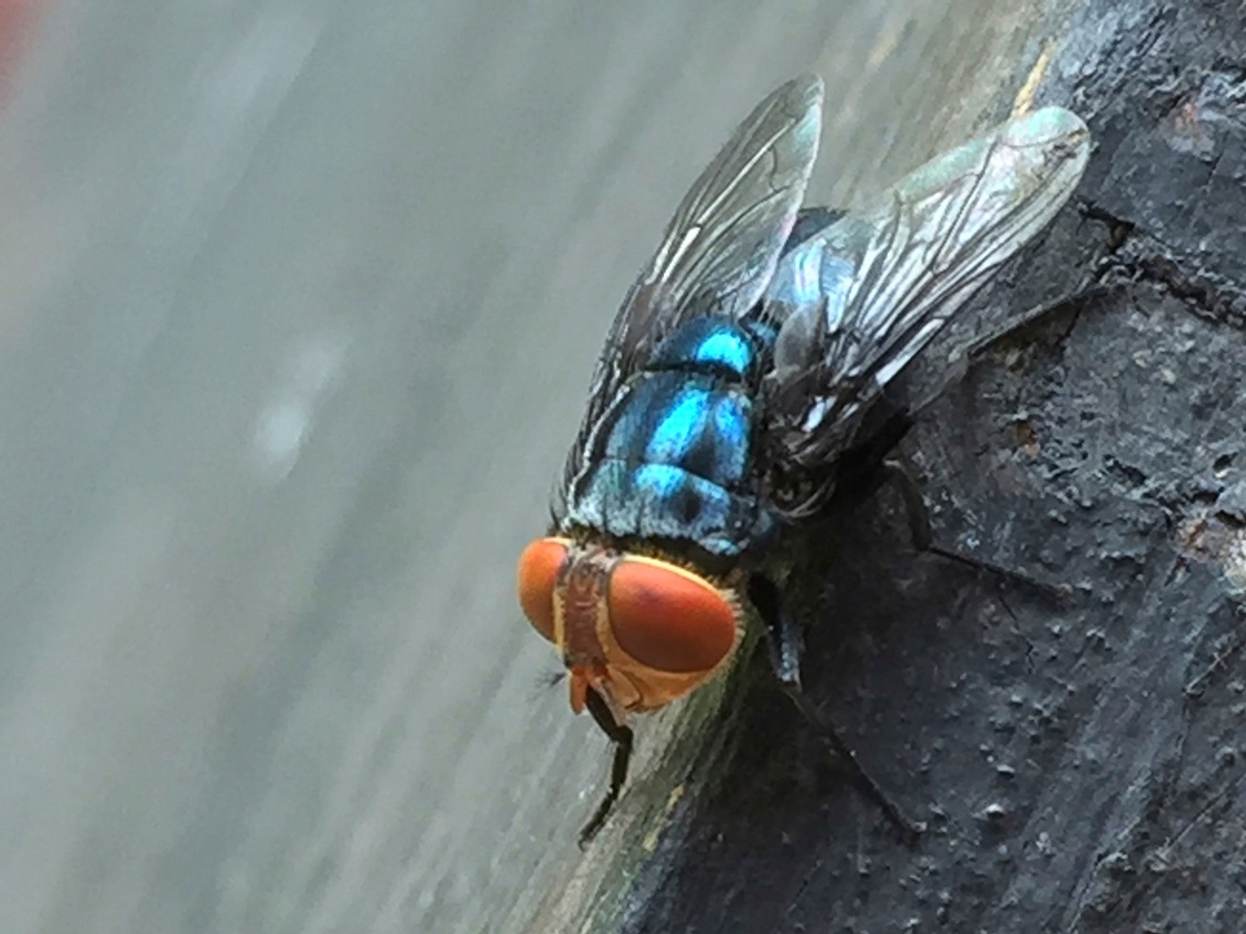 Adult New World Screwworm