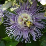 A bee rests on the center of a passion flower.