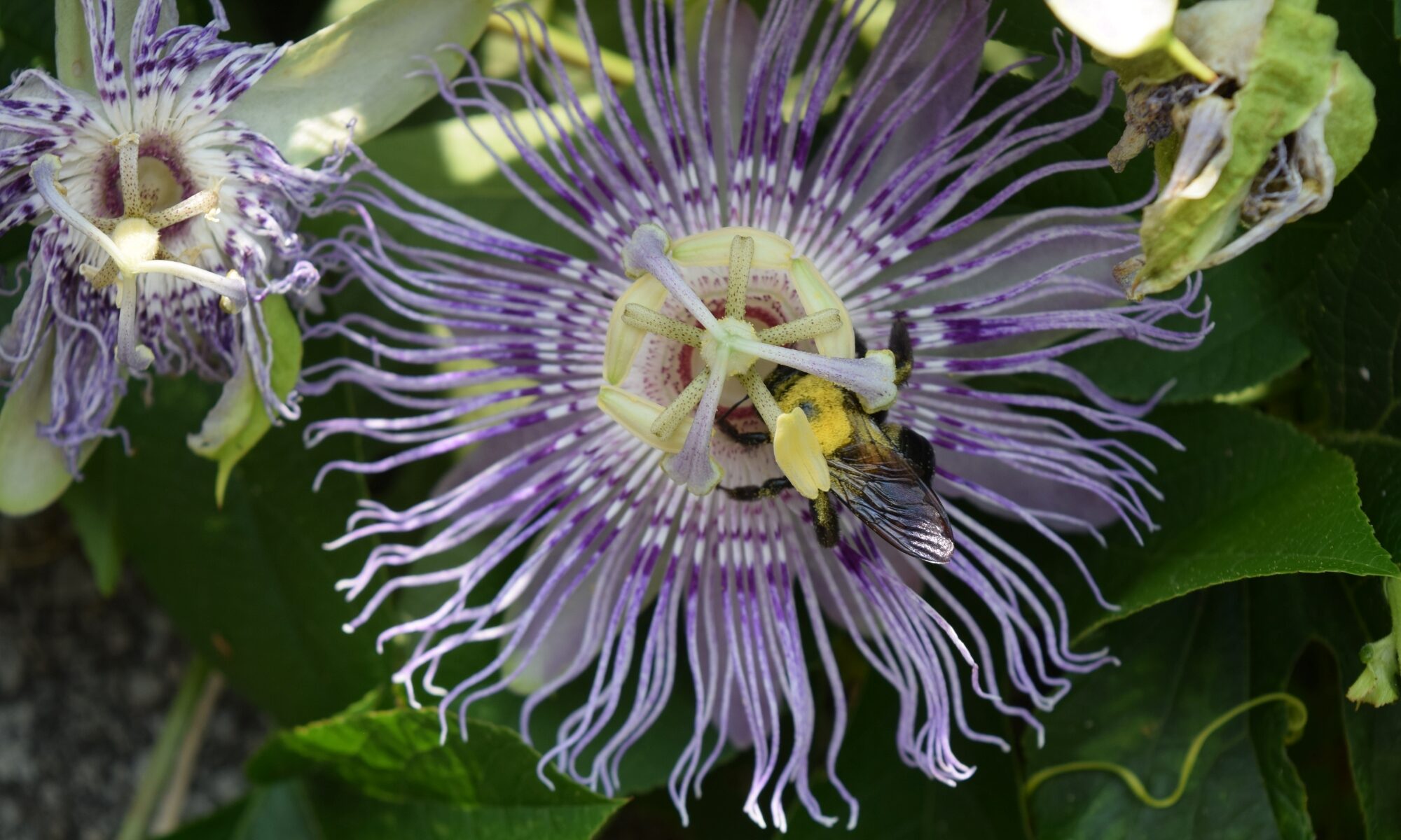 A bee rests on the center of a passion flower.