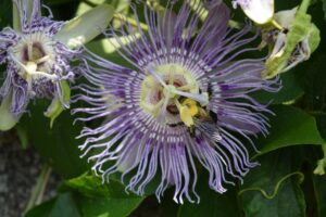 A bee rests on the center of a passion flower.