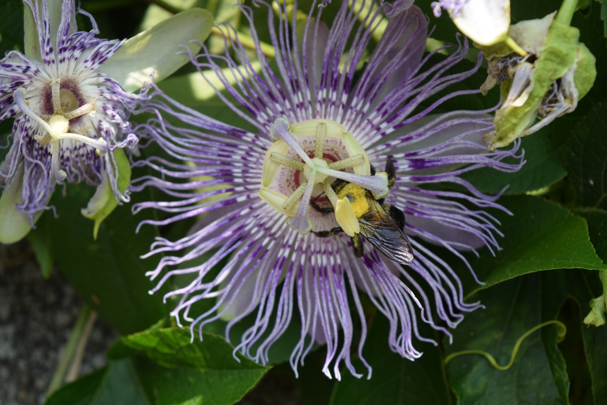 Wild, Wonderful Passion Flower, Tennessee’s State Wildflower