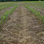 Corn field with rows of corn in the early stage of the growth cycle.