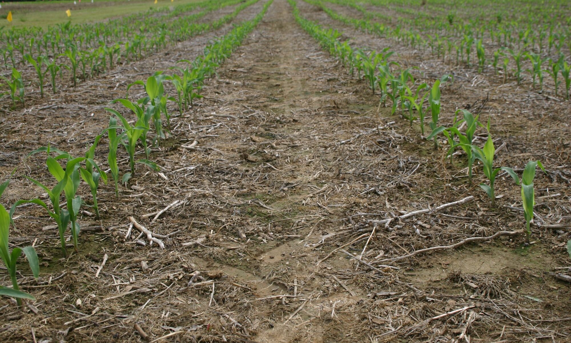 Corn field with rows of corn in the early stage of the growth cycle.