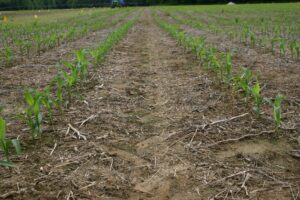 Corn field with rows of corn in the early stage of the growth cycle.