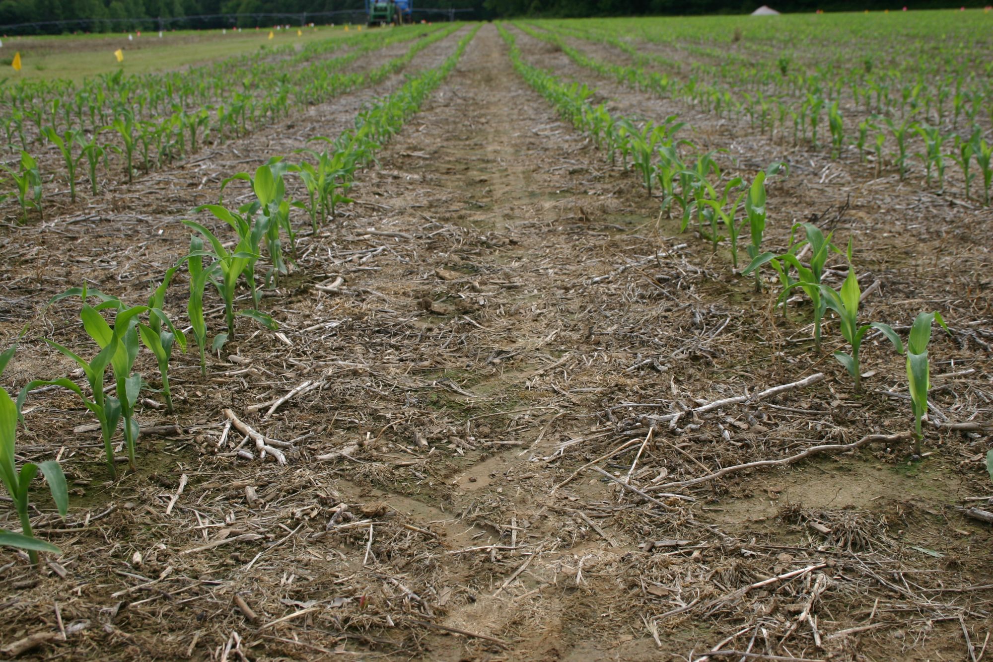 Corn field with rows of corn in the early stage of the growth cycle.