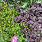 Toothache plant mixed with summer annuals.