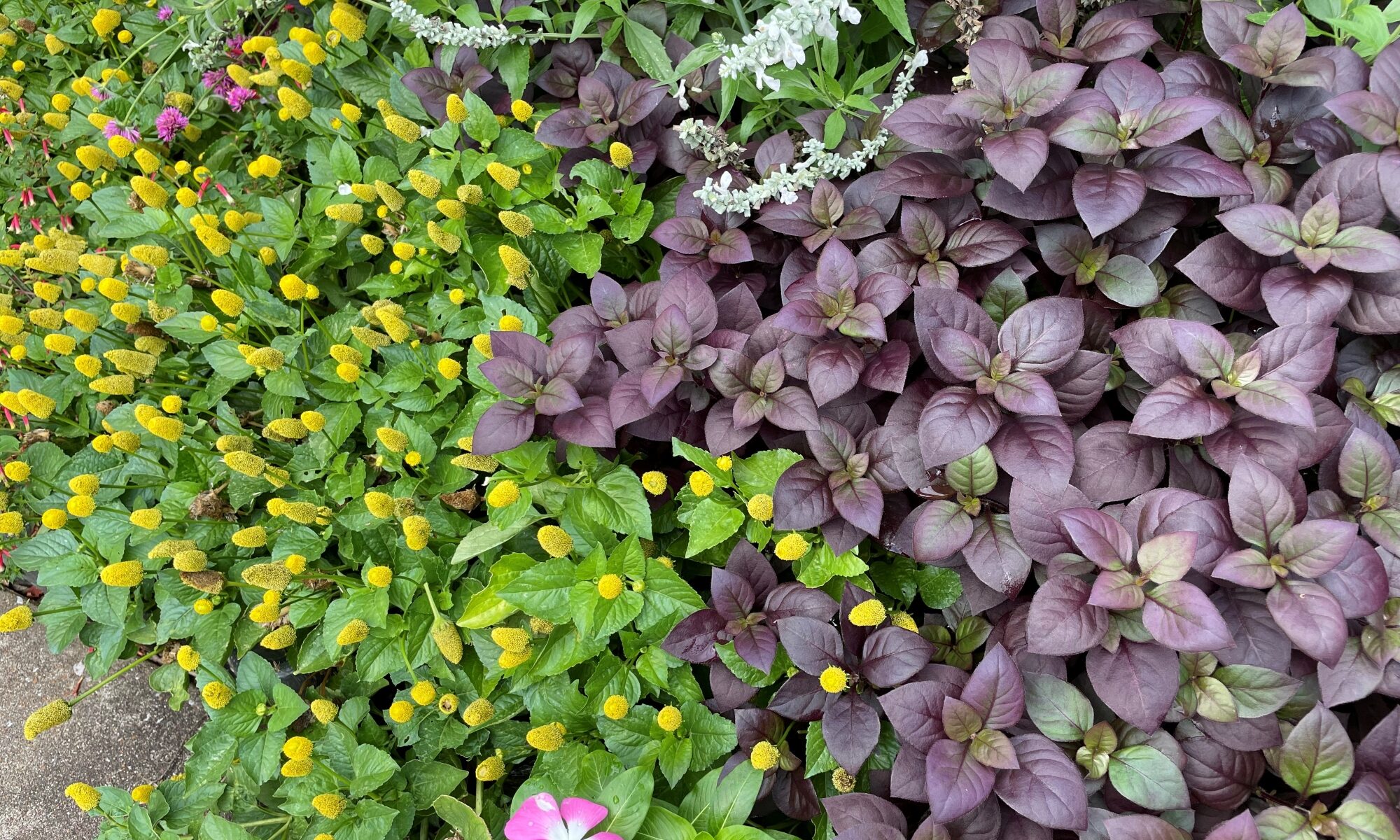 Toothache plant mixed with summer annuals.