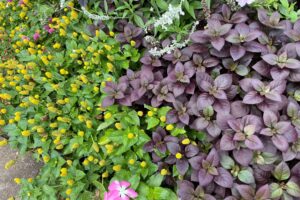 Toothache plant mixed with summer annuals.
