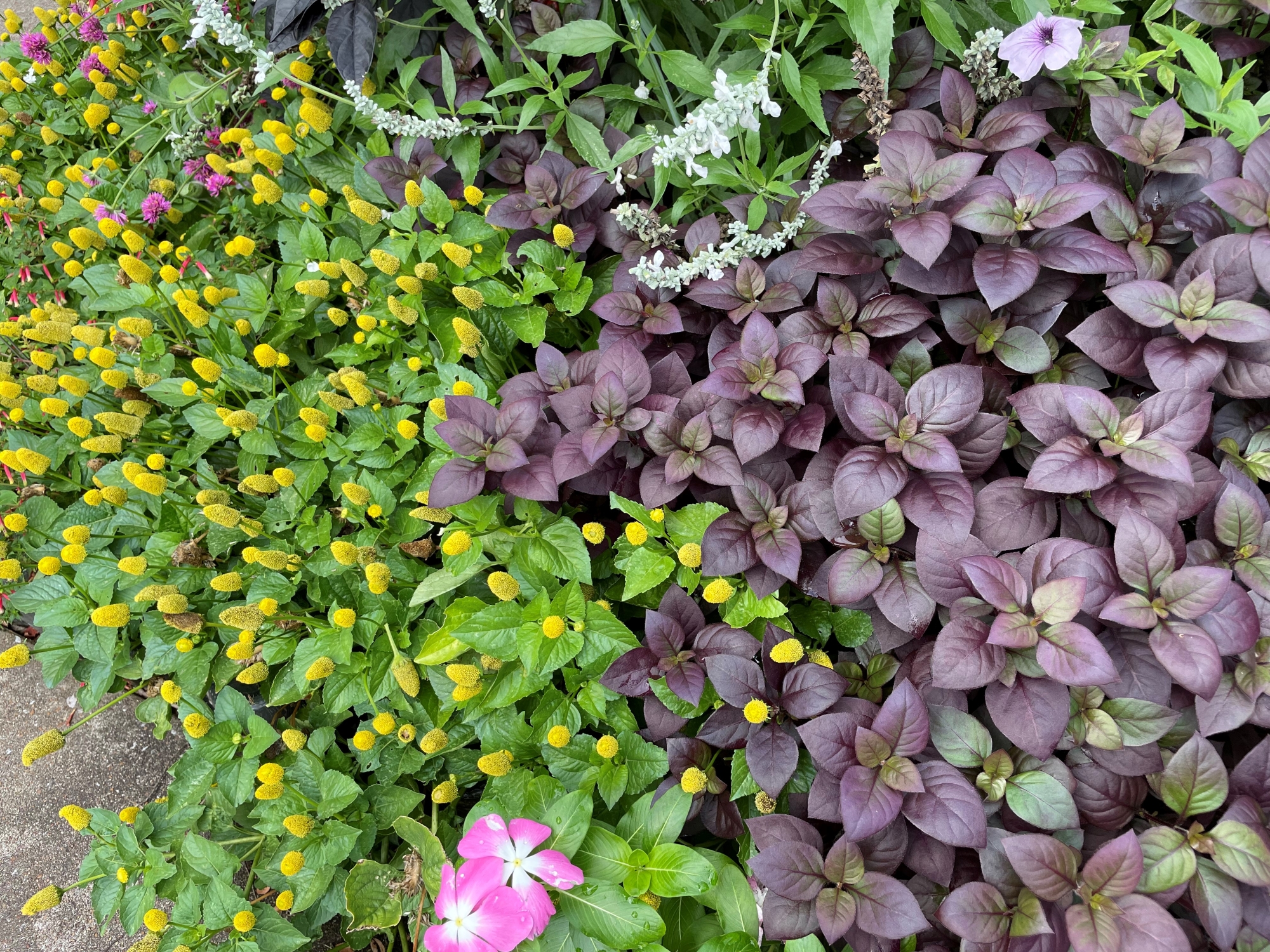 Toothache plant mixed with summer annuals.