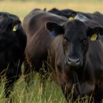 Beef cattle in a field.
