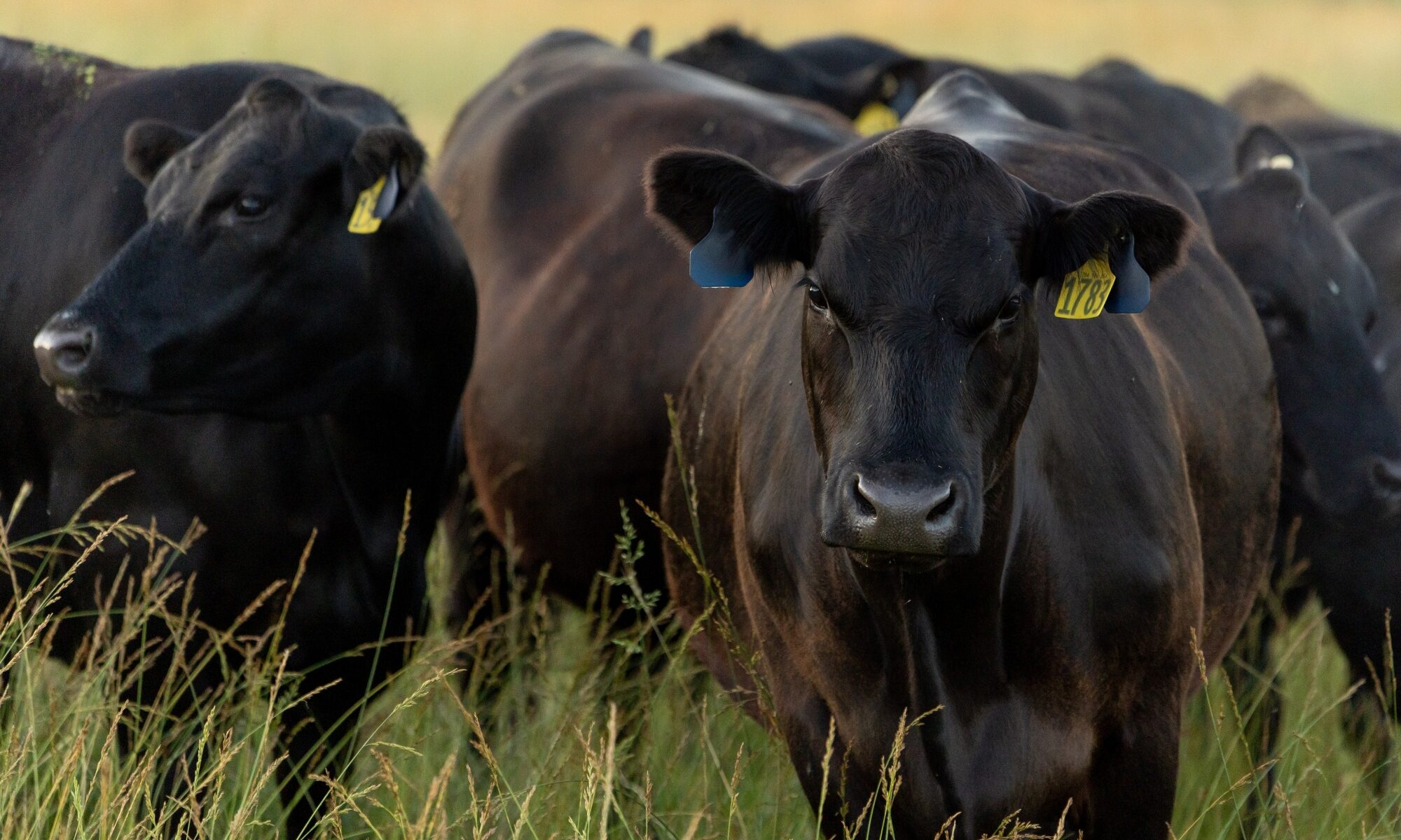 Beef cattle in a field.