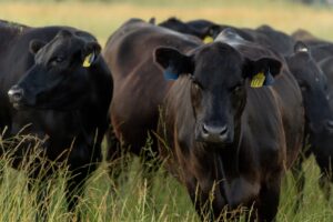 Beef cattle in a field.