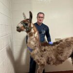 Joe Smith poses with a llama.