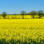 Field of yellow blooming canola