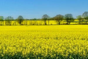 Field of yellow blooming canola