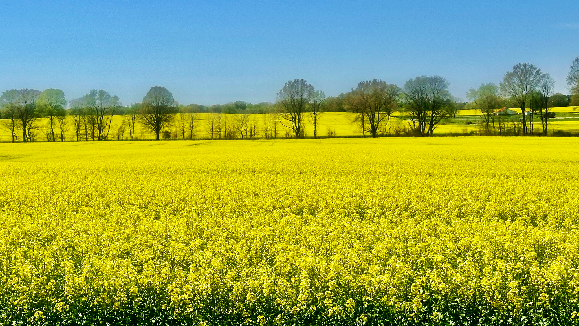 Field of yellow blooming canola