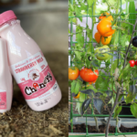 Branding example of strawberry milk (left) and tomatoes growing on a vine (right).