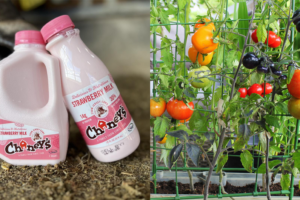 Branding example of strawberry milk (left) and tomatoes growing on a vine (right).