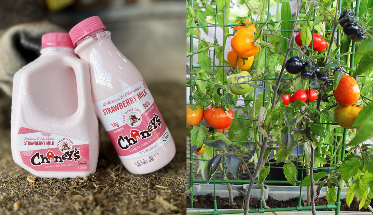 Branding example of strawberry milk (left) and tomatoes growing on a vine (right).