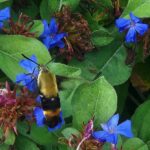 Close-up of a hummingbird moth amongst green leaves and bright purple flowers.