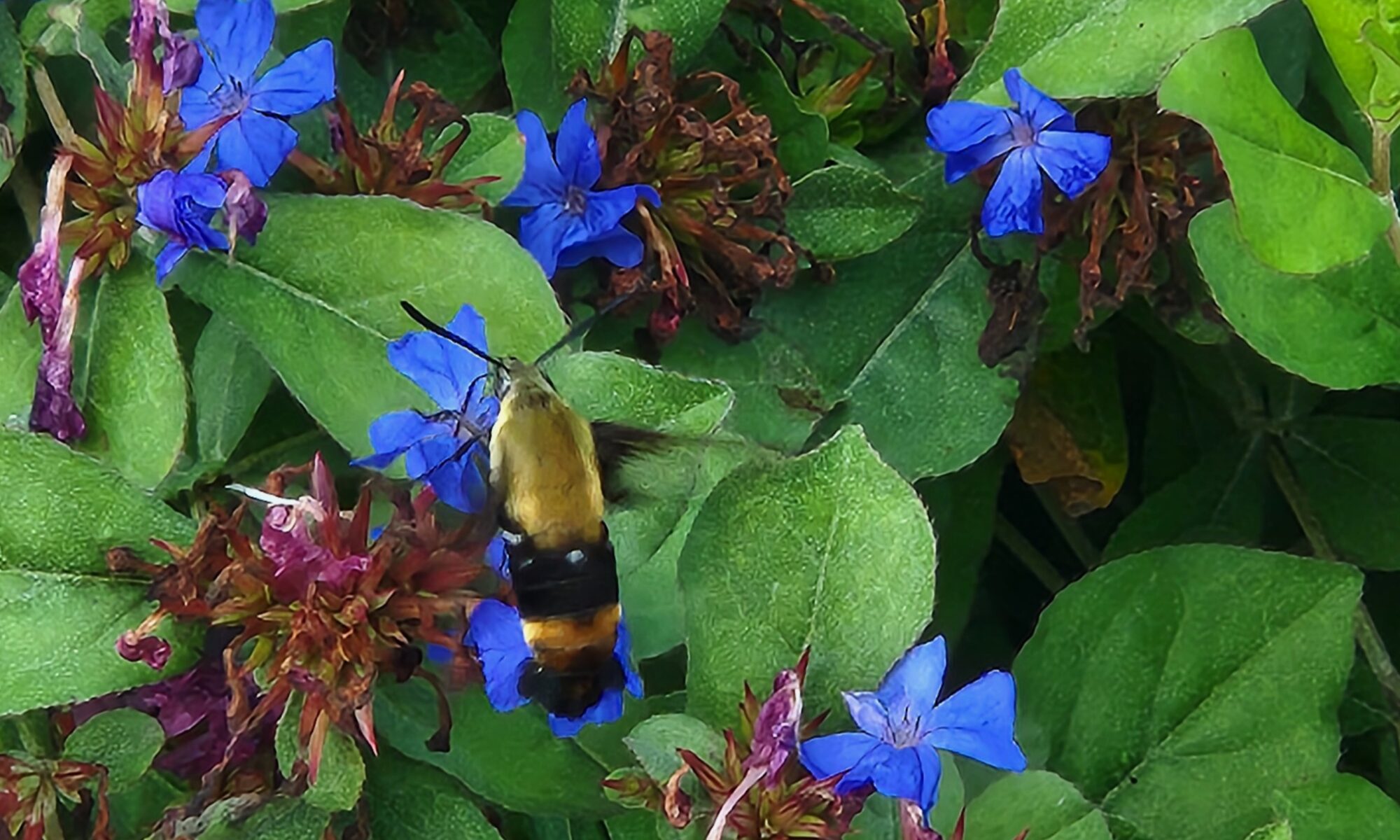 Close-up of a hummingbird moth amongst green leaves and bright purple flowers.