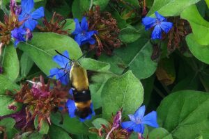 Close-up of a hummingbird moth amongst green leaves and bright purple flowers.