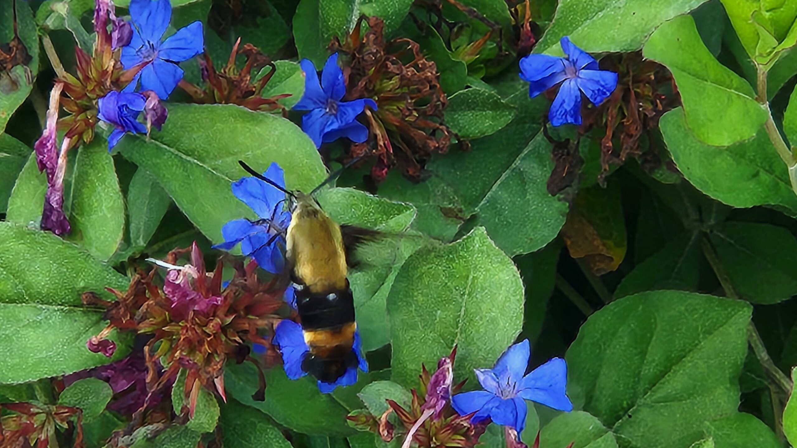 Close-up of a hummingbird moth amongst green leaves and bright purple flowers.