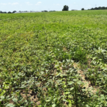 Row crop field infested with palmer amaranth