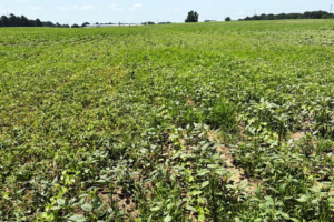 Row crop field infested with palmer amaranth