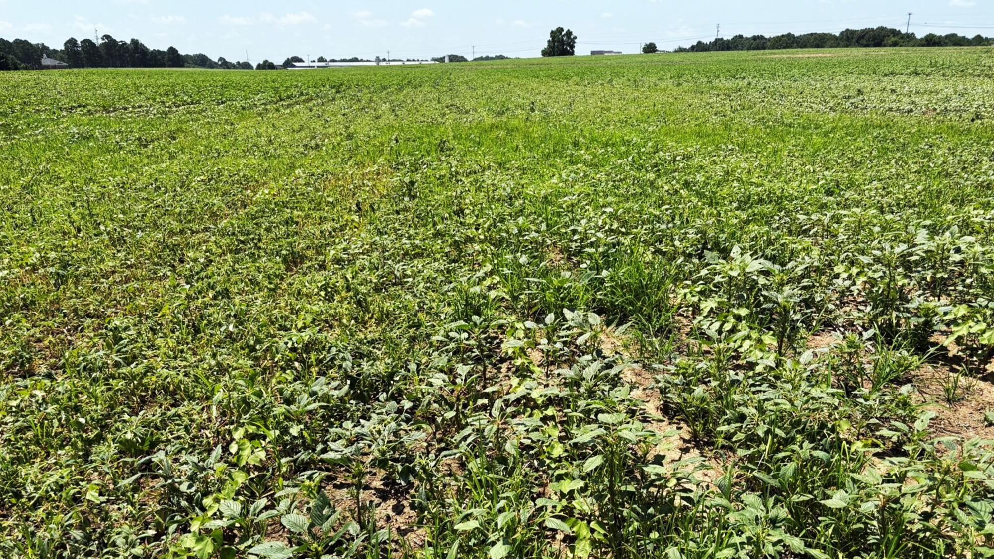Row crop field infested with palmer amaranth