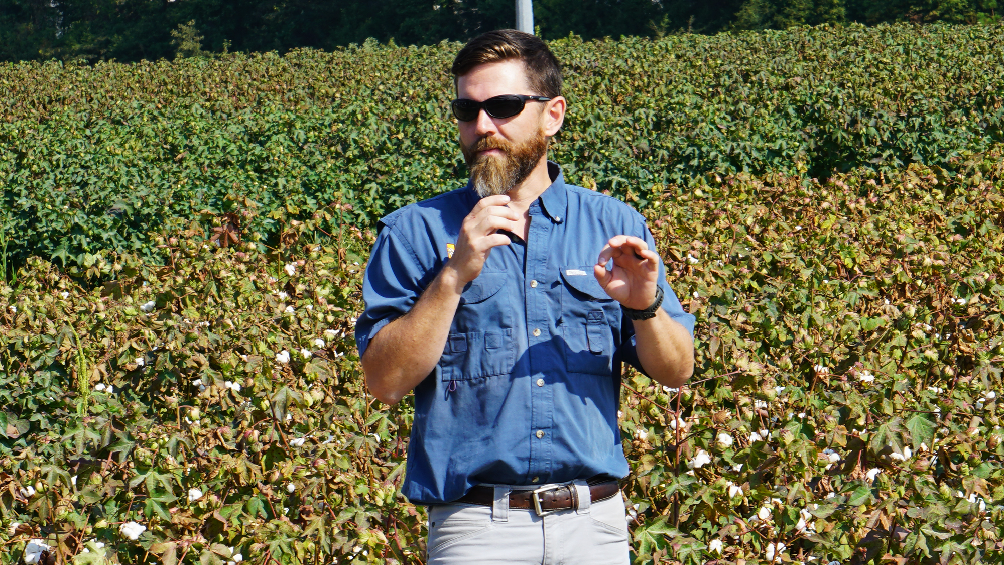 A man with a microphone speaks in front of a cotton field