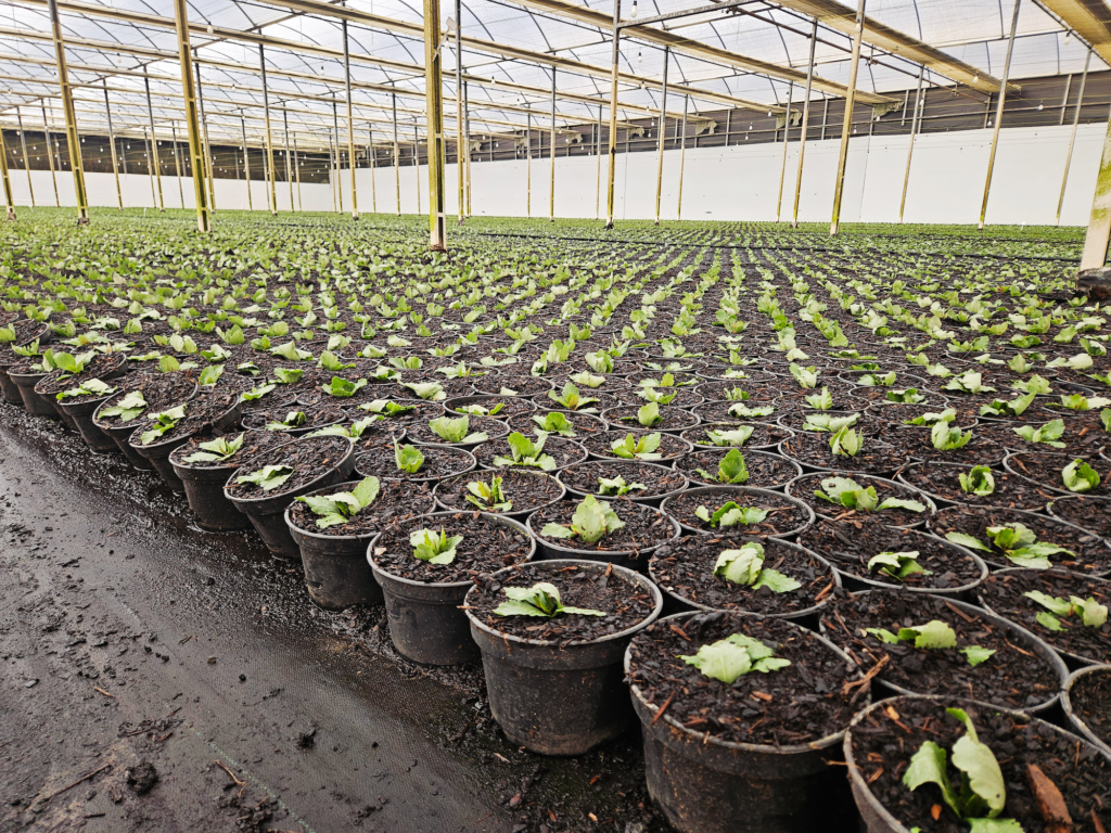 An enclosed greenhouse with rows of small plants in black containers stretching into the distance