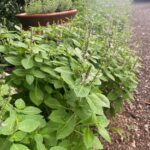 A patch of tulsi.