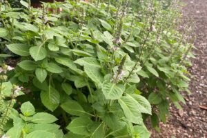A patch of tulsi.